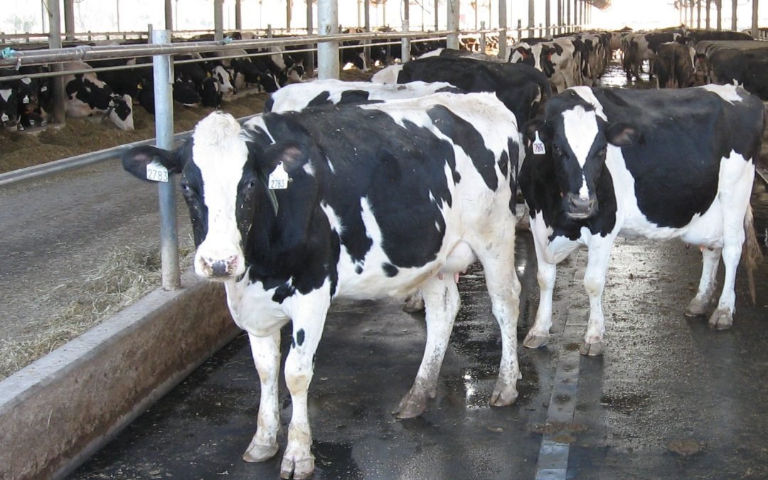 Why One Must Use Cow Rubber Mats in the Barns?